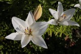 Białe kwiaty do ogrodu. Wyglądają pięknie i pasują wszędzie. Polecamy 20 gatunków, które są łatwe w uprawie i mają niewielkie wymagania 