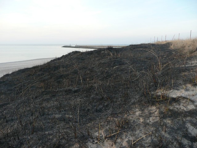 Po pożarze wydm w Darłówku Zachodnim.