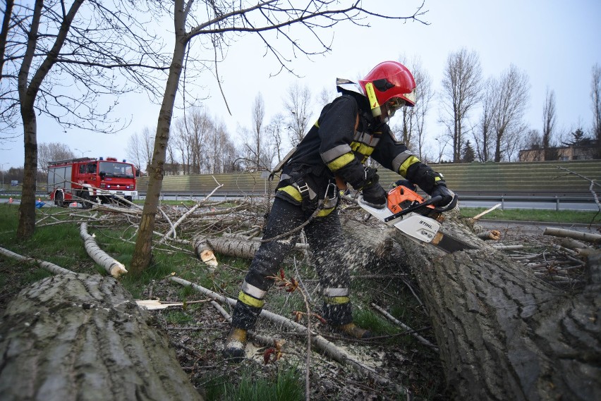 Powalone drzewo usunęli strażacy