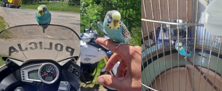 Papuga "kontrolowała" jarosławskich policjantów [ZDJĘCIA]