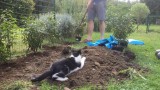 Ten kot uwielbia prace w ogrodzie