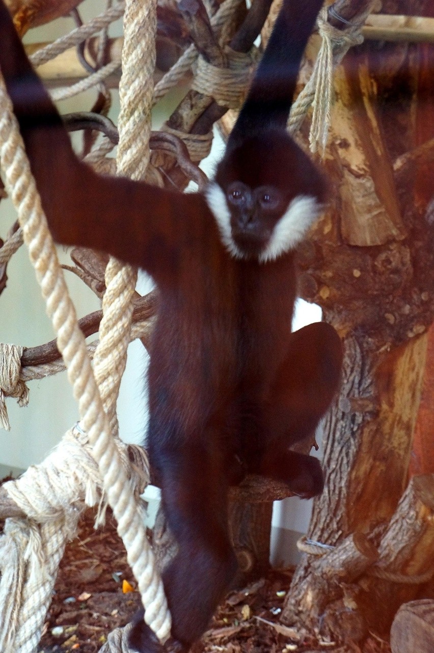 Gibony, które zamieszkały we wrocławskim ZOO przypadły sobie...