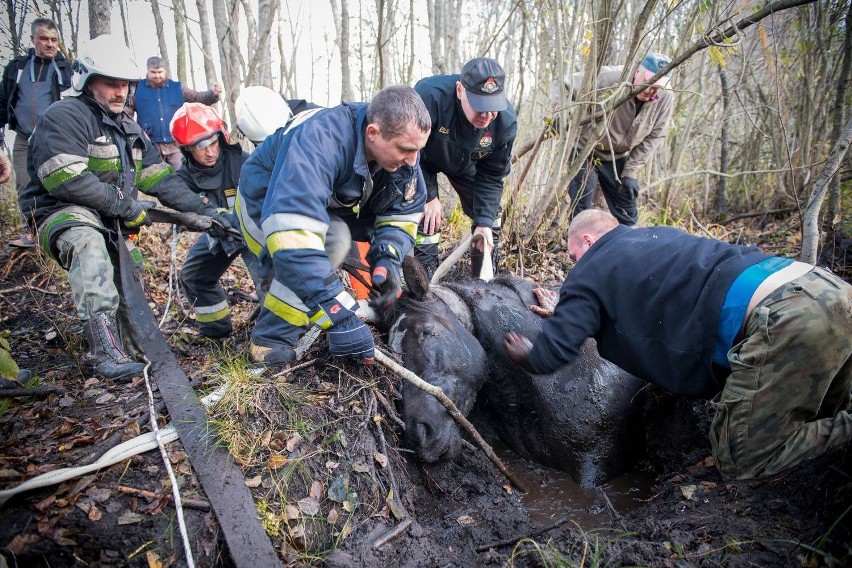 Dzięki pomocy druhów i mieszkańców wsi udało się uratować...