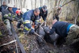 Zawady Ełckie. Klacz tonęła w bagnie. Bohaterscy strażacy i mieszkańcy uratowali zwierzę (zdjęcia)