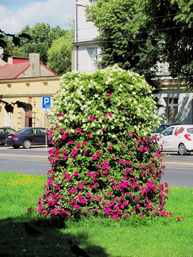 Tak wyglądają Pabianice po akcji ukwiecania.