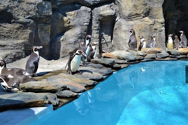 Pingwiny Humboldta to nowi mieszkańcy Śląskiego Ogrodu Zoologicznego. Zobacz kolejne zdjęcia/plansze. Przesuwaj zdjęcia w prawo - naciśnij strzałkę lub przycisk NASTĘPNE