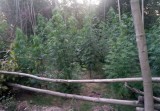 Policja z Częstochowy zlikwidowała plantację konopi w Lubojence. 360 trzymetrowych krzaków o wartości 300 tys. zł rosło w środku lasu