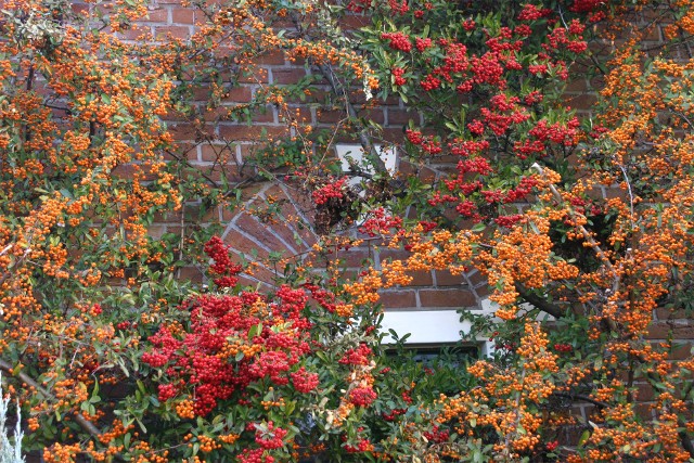 Ogród jesieniąPolska „złota jesień" kojarzy się nam ze złoto-czerwonymi liśćmi opadającymi z drzew, to również pora zbioru letnich i wczesnojesiennych plonów.