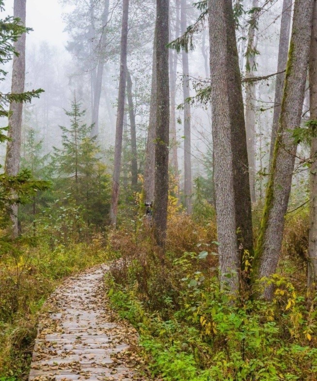 W gminie są czyste lasy Puszczy Knyszyńskiej