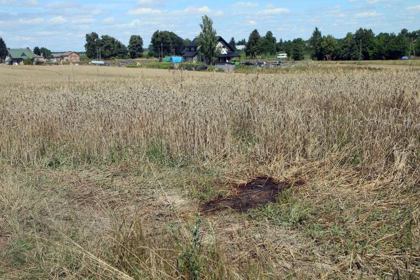 Lubelskie. Ciało ze śladami pogryzienia znalezione po tygodniu w pszenicy. Kolejna ofiara zbiegłych psów?