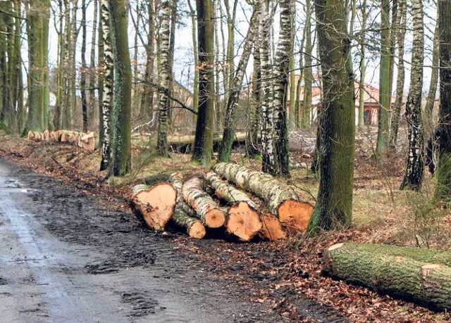 Budowa S6 wiąże się z wieloma wycinkami. Ta w Budzistowie ruszyła kilka dni temu