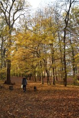 Zobacz, jak piękny jest jesienią zielonogórski Park Braniborski! Już w tę sobotę odbędzie się tutaj spacer poznawczy [ZDJĘCIA] 