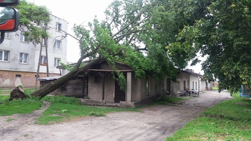 Drzewo na budynku mieszkalnym w miejscowości Borkowo