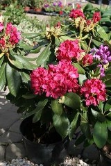 Zachwycające azalie i rododendrony