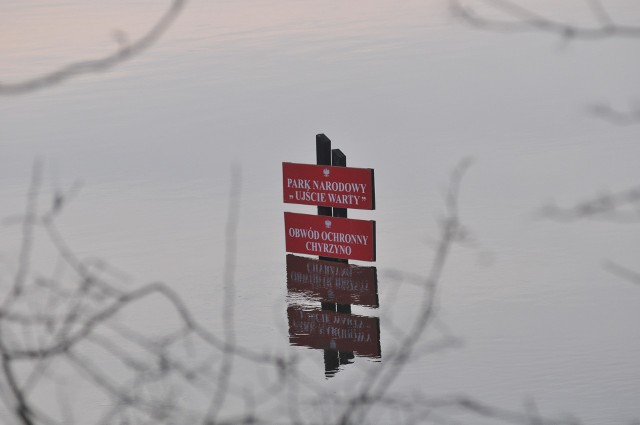 Warta w Gorzowie oscyluje w okolicy stanu alarmowego, ta sama rzeka w Świerkocinie i Kostrzynie nad Odrą osiągnęła poziom ostrzegawczy i cały czas rośnie. Czy jest się czego bać?Obecnie najpoważniejsza sytuacja na lubuskich rzekach występuje na Obrze w Bledzewie i na Warcie. We wszystkich miastach położonych przy tej drugiej rzecze osiągnięty jest już stan ostrzegawczy, a poziom Warty cały czas wzrasta. W Gorzowie cały czas zalana jest dolna część bulwaru, a rzeka oscyluje w okolicy stanu alarmowego. W Kostrzynie nad Odrą Warta zalewa przystań w mieście, a w pobliskim Parku Narodowym "Ujście Warty" zalała wielkie połacie terenu i jest wyższa, niż była wiosną tego roku.Obra w Bledzewie o ponad 20 cm przekracza stan alarmowy, ale dobre informacje są takie, że poziom Obry zaczął spadać.Wysoka jest też Noteć. Ta rzeka przekroczyła stan ostrzegawczy w Nowym Drezdenku i Gościmcu.Stan rzek w poszczególnych miejscowościach regionu możesz sprawdzić na kolejnych zdjęciach w galerii.Warta w Parku Narodowym "Ujście Warty" przekroczyła poziom, który osiągnęła wiosną tego rokuPrzeczytaj też:  W Gorzowie ogłoszono pogotowie przeciwpowodziowe!Zobacz też wideo: Magazyn Informacyjny GL 10.11.2017Zobacz też wideo: Podniebny Gorzów odc. 8 - KSSSE