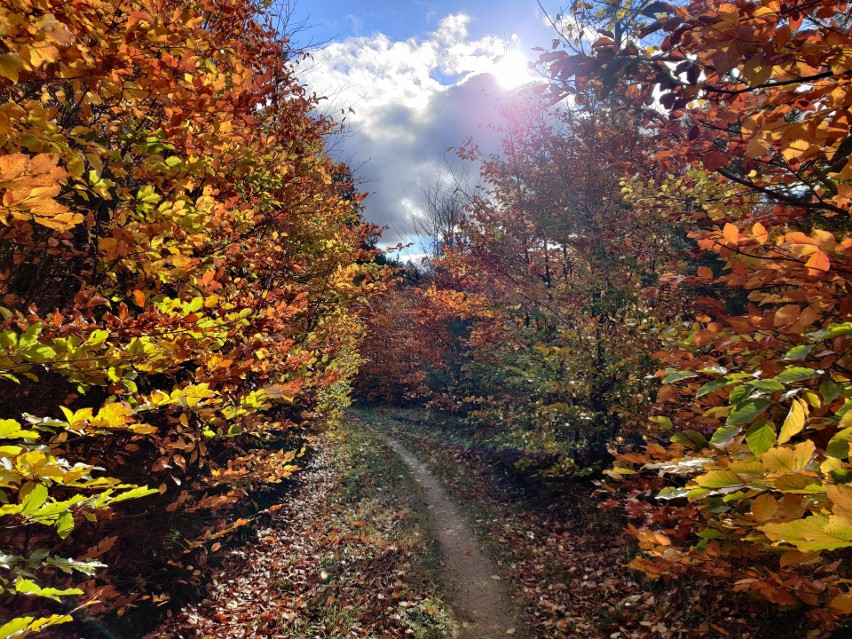 Złote lasy podczas gdyńskiej jesieni! Trójmiejski Park Krajobrazowy pięknieje! ZDJĘCIA