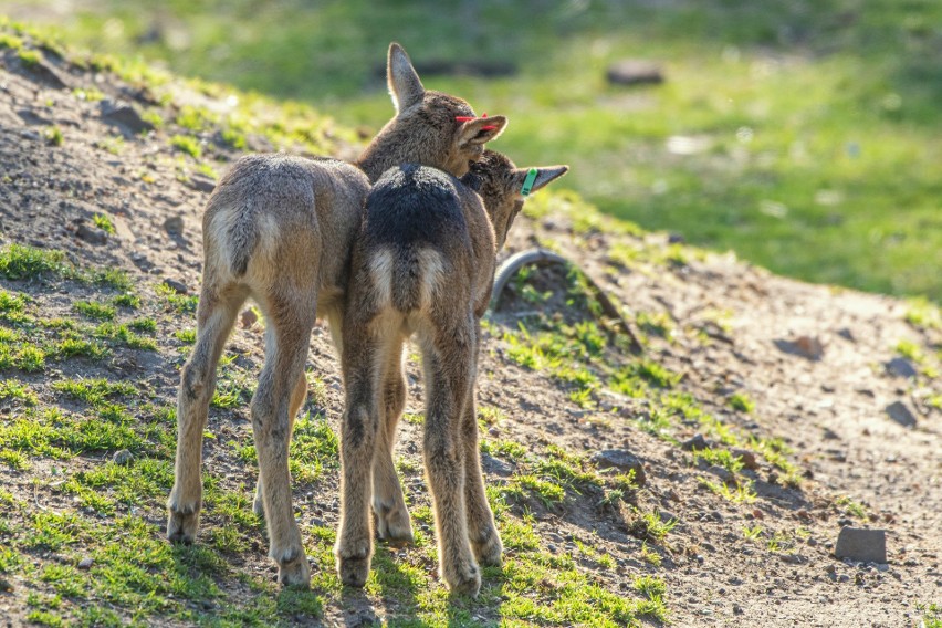 Baby boom w zoo trwa. Na świat przyszło 6 muflonów