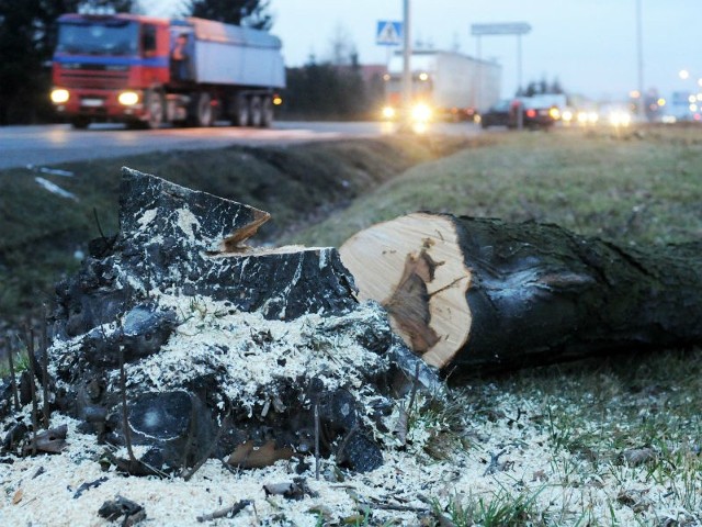 Roboty przy przebudowie skrzyżowania ul. Tysiąclecie z obwodnicą rozpoczęły się od wycinki drzew.