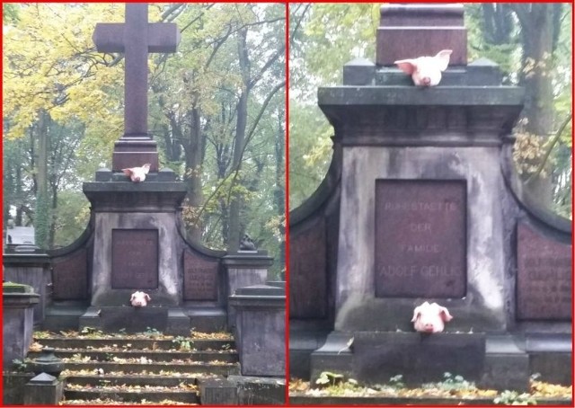 Dziś (sobota) ktoś ułożył świńskie ryje na grobowcu na cmentarzu przy ul. Ogrodowej