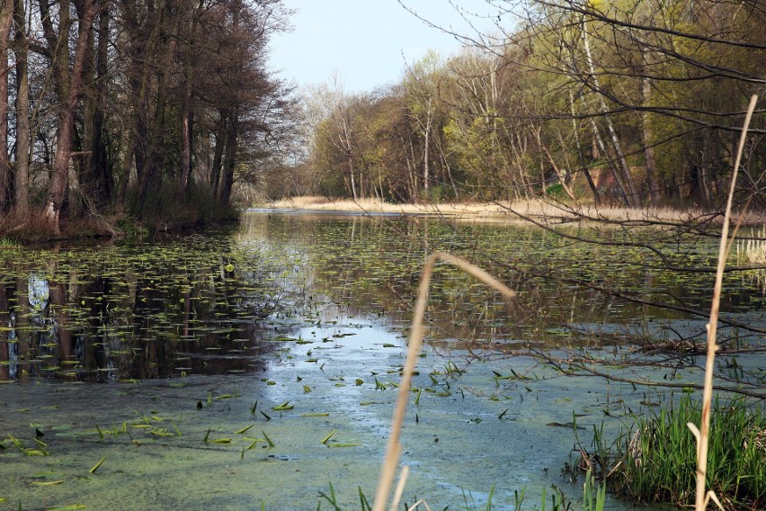 Puławy. Park Czartoryskich w wiosennej odsłonie. Zobacz zdjęcia