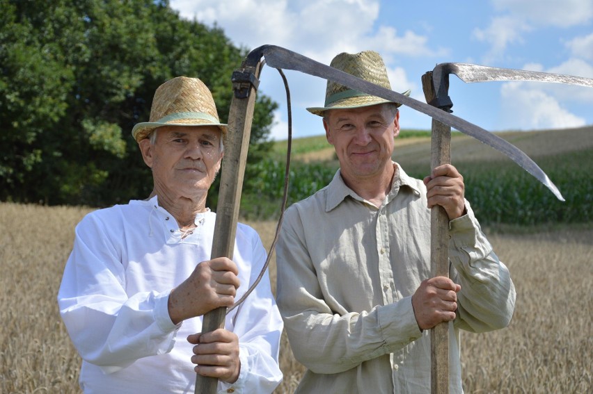 Na polach pracują kombajny, a w Ostrowie wyciągnęli z lamusa sierpy i kosy