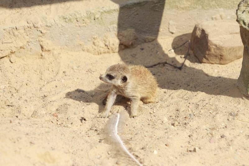 W łódzkim ogrodzie zoologicznym