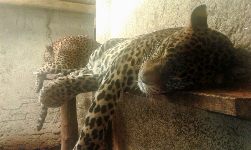 Zoo w Zamościu zaprasza na bezpłatne zwiedzanie