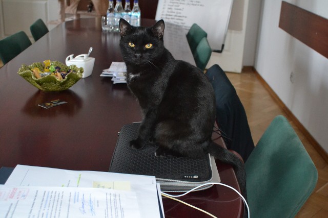 Kot Tango dobrze czuje się w urzędzie w Mysłowicach