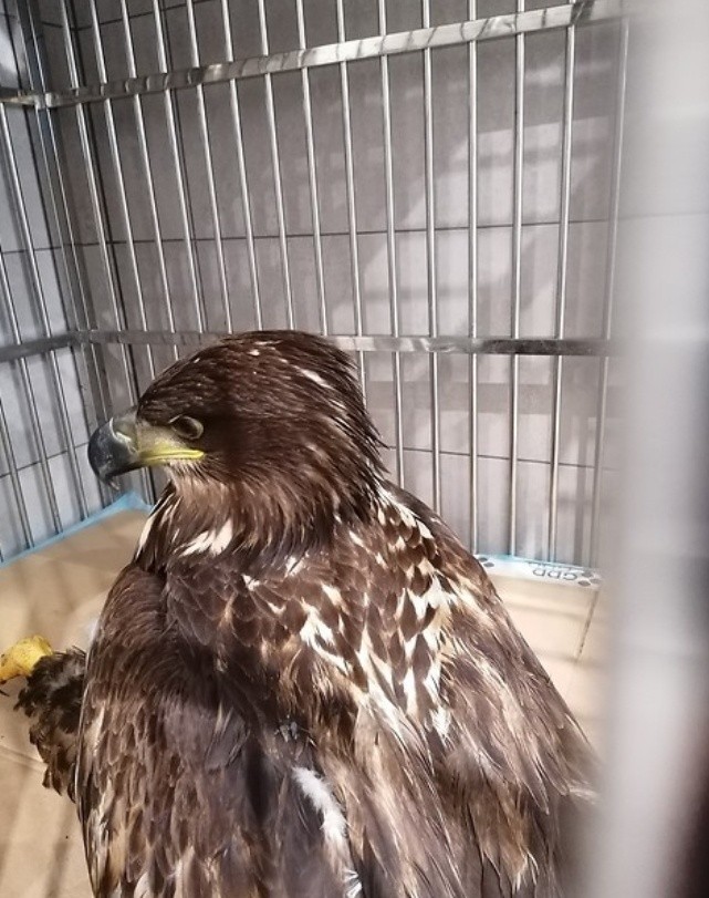 W Nowej Dębie uratowali chorego bielika przed niechybną śmiercią. Piękny ptak wraca do zdrowia. Zobaczcie zdjęcia