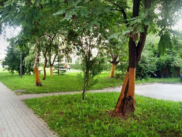 Obdarte z kory drzewa przy ulicy Jana Nowaka Jeziorańskiego 137.