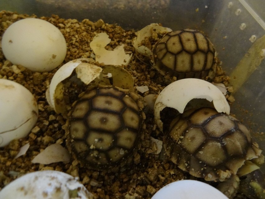 We wrocławskim zoo wykluły się żółwie pustynne (ZDJĘCIA)