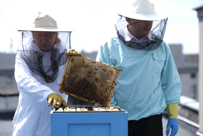 Pszczoły hodowane są także w innych miastach. Tutaj...