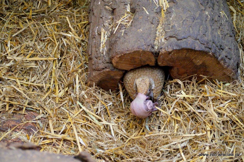 Nowy mieszkaniec wrocławskiego zoo. Oto mała piłeczka [ZOBACZ]     