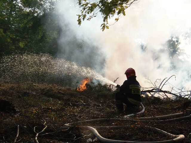 W ostatnich dniach w rejonie Szubina i Nakła doszło do 15 pożarów lasu. Nadleśniczy jest pewien, że grasuje tam podpalacz.