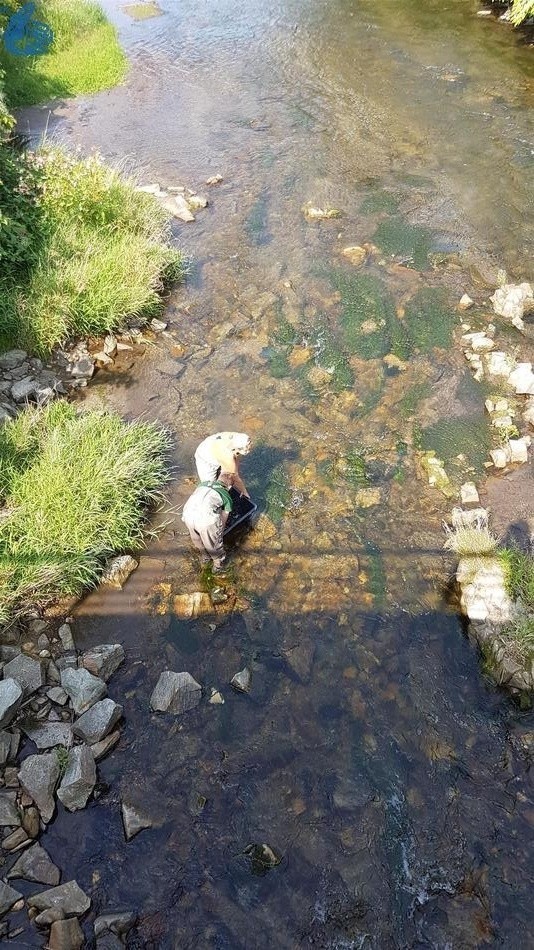 Zarybienie białej Głuchołaskiej w Widnej pstrągiem potokowym...