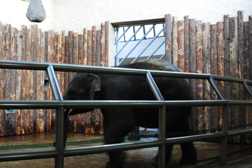 Scott i Ned to nowe słonie w chorzowskim zoo