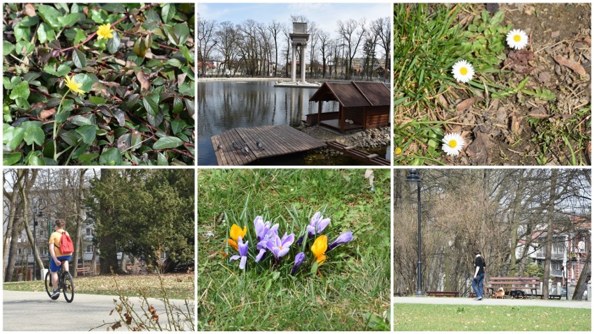 Wiosenne obrazki z Tarnowa