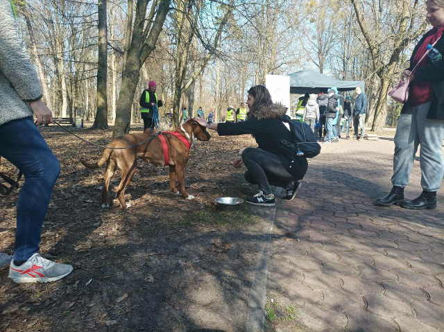 Psy z trzech schronisk poszły na wagary, czyli kolejna akcja, która ma ułatwić adopcje bezdomniaków 