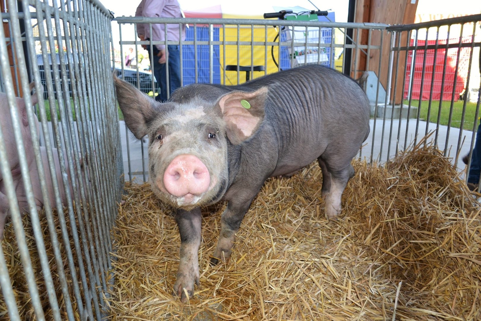 Każda świnia musi mieć kolczyk, po zmianie stada także tatuaż. Nowe zasady!  | Gazeta Pomorska