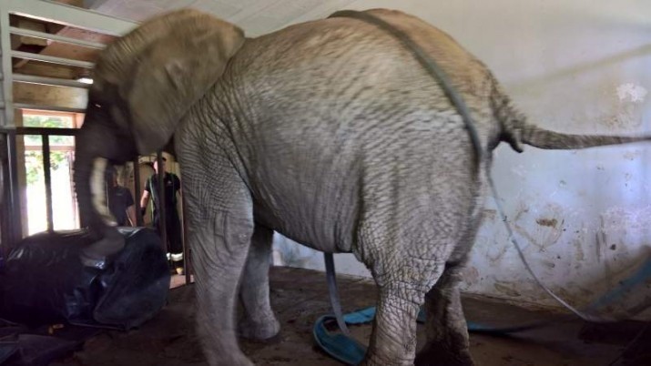 W zoo przewrócił się słoń. Podnosili go strażacy [ZDJĘCIA, WIDEO]