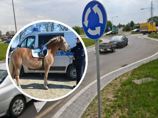 Policjanci z Bydgoszczy i Solca Kujawskiego ścigają konia.