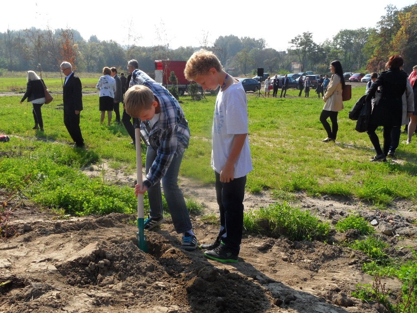 Zabrze rekultywuje stare zwałowiska. Posadzili drzewa na hałdzie [ZDJĘCIA]