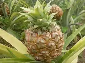 Wielu z plantatorów pomarańczy postanowiło przestawić się na ananasy, które po dziś dzień rosną w starannie kontrolowanych warunkach w szklarniach
