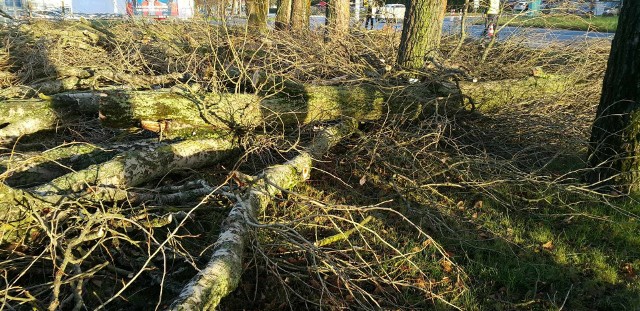 33 rubinie akacjowe i topole zostaną wycięte przy ulicy Krakowskiej w Jaworznie ze względów bezpieczeństwa. Podczas prowadzenia wycinki, należy spodziewać się utrudnień w ruchu drogowym i pieszym na ul. Krakowskiej od ronda w kierunku centrum. Droga będzie przejezdna, ale mogą występować chwilowe wstrzymania ruchu.