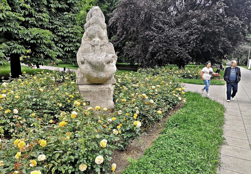 Kraków. Nowa Huta w pięknie kwitnących i pachnących różach [ZDJĘCIA]