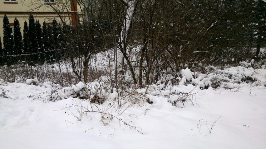 Nowy Sącz. Puchowy śniegu tren... okrywa szpetotę