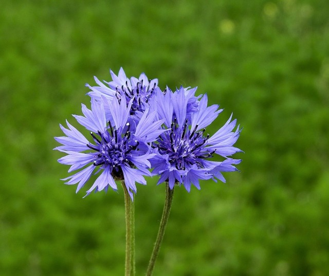 Bławatki to wyjątkowe polne kwiaty. Mają zastosowanie w leczeniu różnych schorzeń, a także w kosmetyce. Można je także uprawiać jako rośliny ozdobne i miododajne.