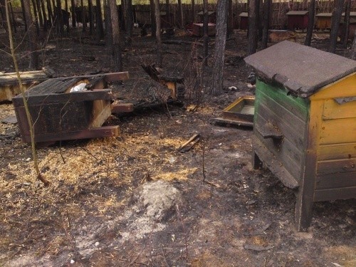 Potężny pożar w Starachowicach. Ogień strawił ogromną pasiekę z pszczołami