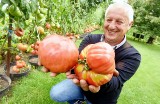 Niesamowite! Te pomidory ważą przeszło kilogram. To dzieło pana Zbigniewa z Zielonej Góry Raculi 