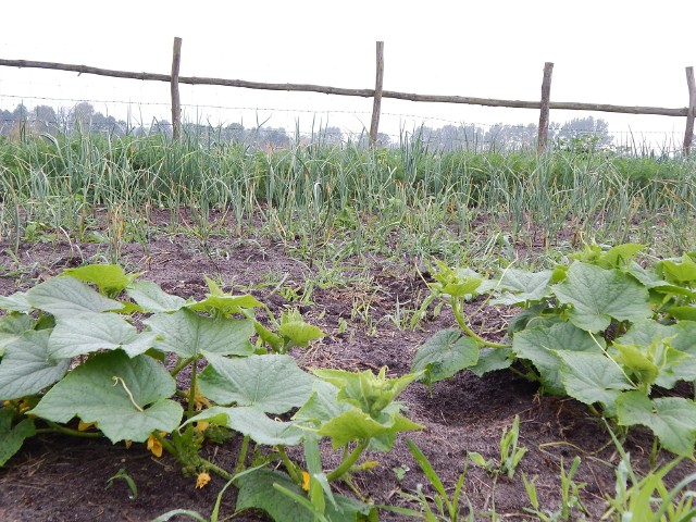 Probioemy w ogrodzieRośliny pielęgnowane za pomocą pożytecznych bakterii są bardziej witalne, lepiej odżywione i plenne. Wykazują też większą odporność na choroby grzybowe.